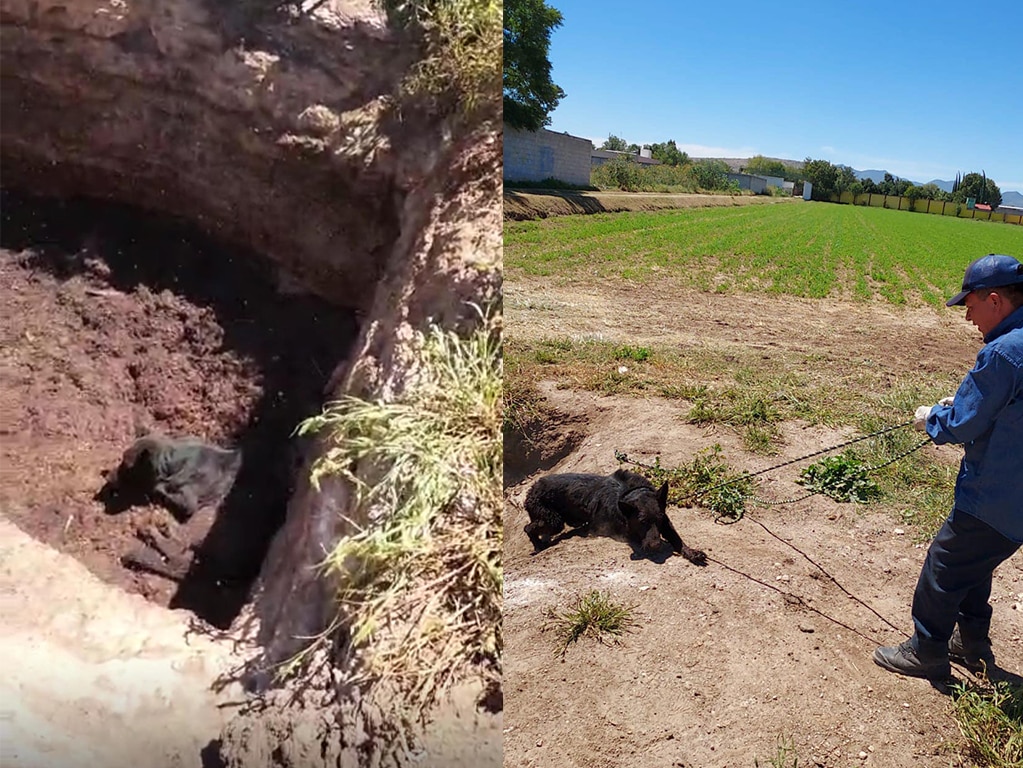 Foto: Facebook Cuidado Animal SJR