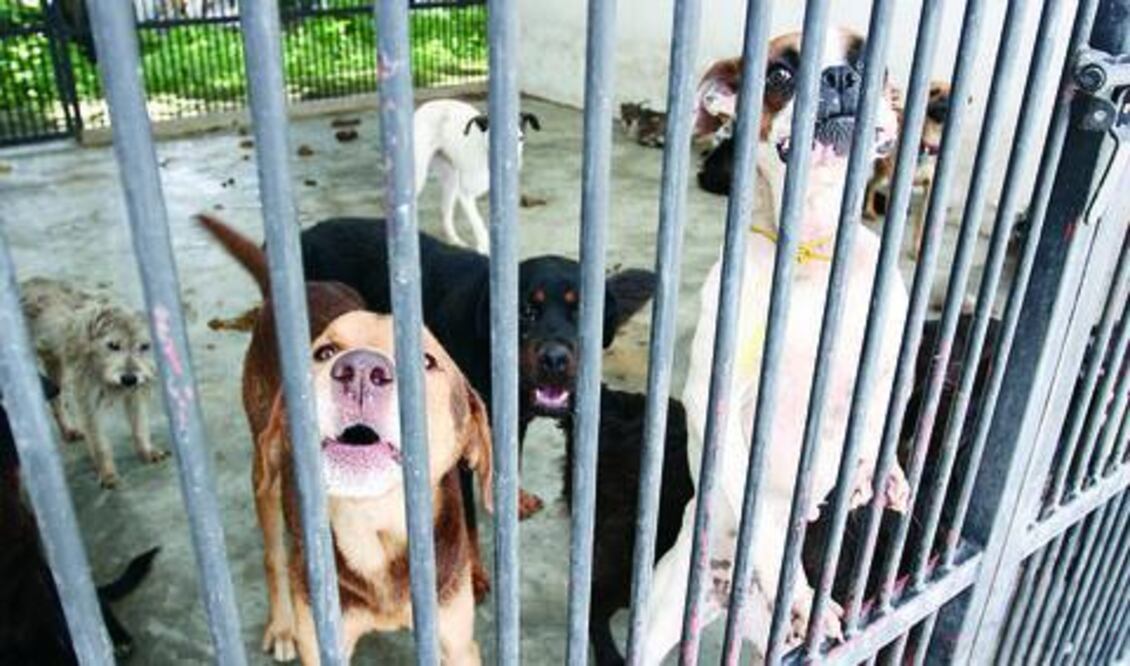 Actualizarán ley de cuidado a los animales 