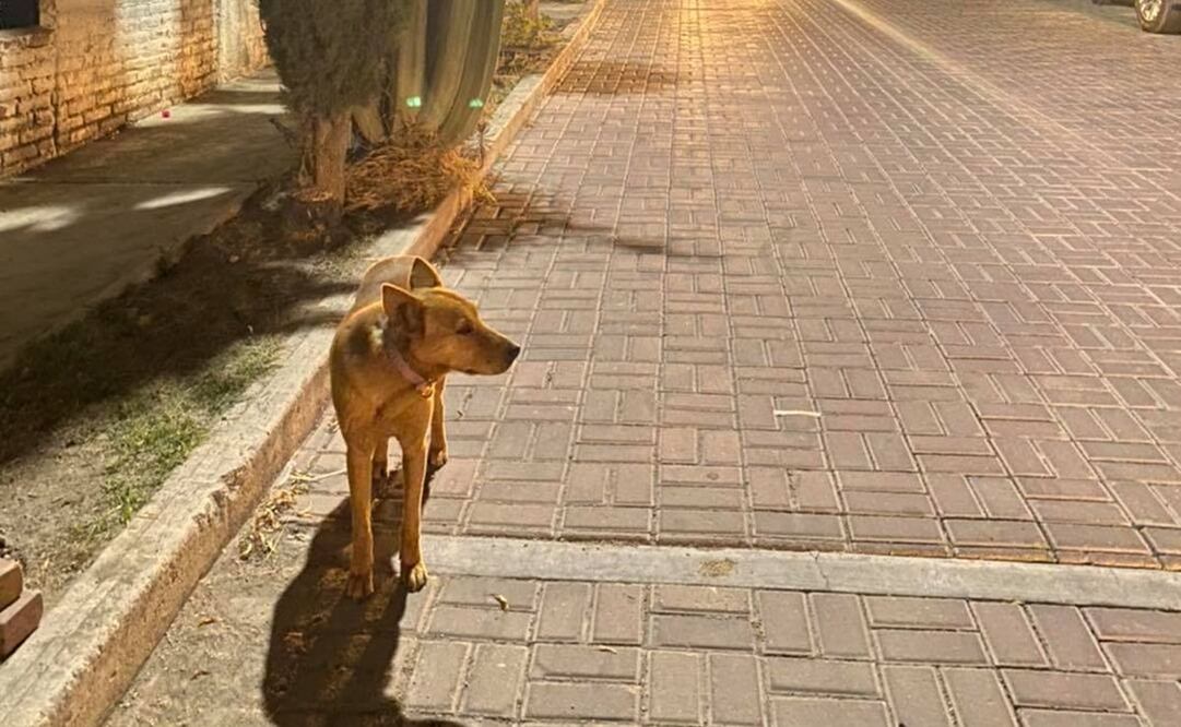 Foto: Guardianes de Tequis