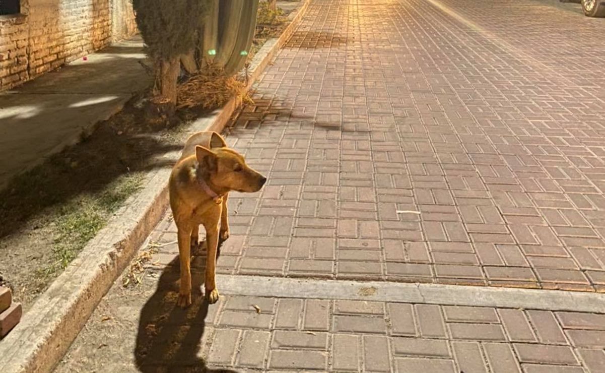 Roban el collar de Mona, una perrita comunitaria de Tequisquiapan