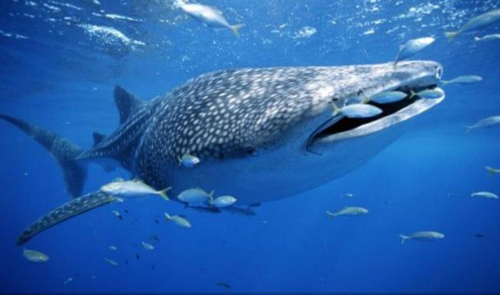 Captan ataque coordinado de orcas en contra de una ballena azul