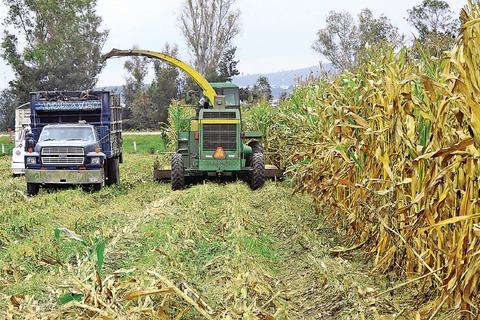 Van 10 mil hectáreas de temporal cultivadas