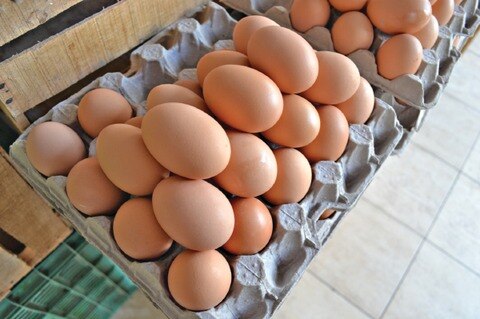 Baja  50% producción de huevo en la entidad