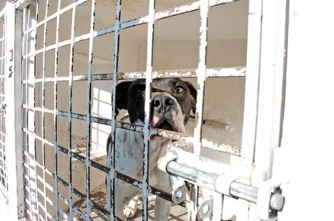 Homologarán leyes sobre maltrato animal