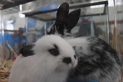 UAQ: Vacuna antiCovid-19 no presenta reacciones adversas