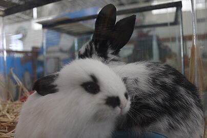 UAQ: Vacuna antiCovid-19 no presenta reacciones adversas