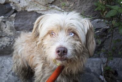 La capital de Querétaro tendrá nuevo parque para perros 