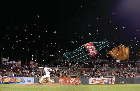 Las gaviotas son un problema gigante