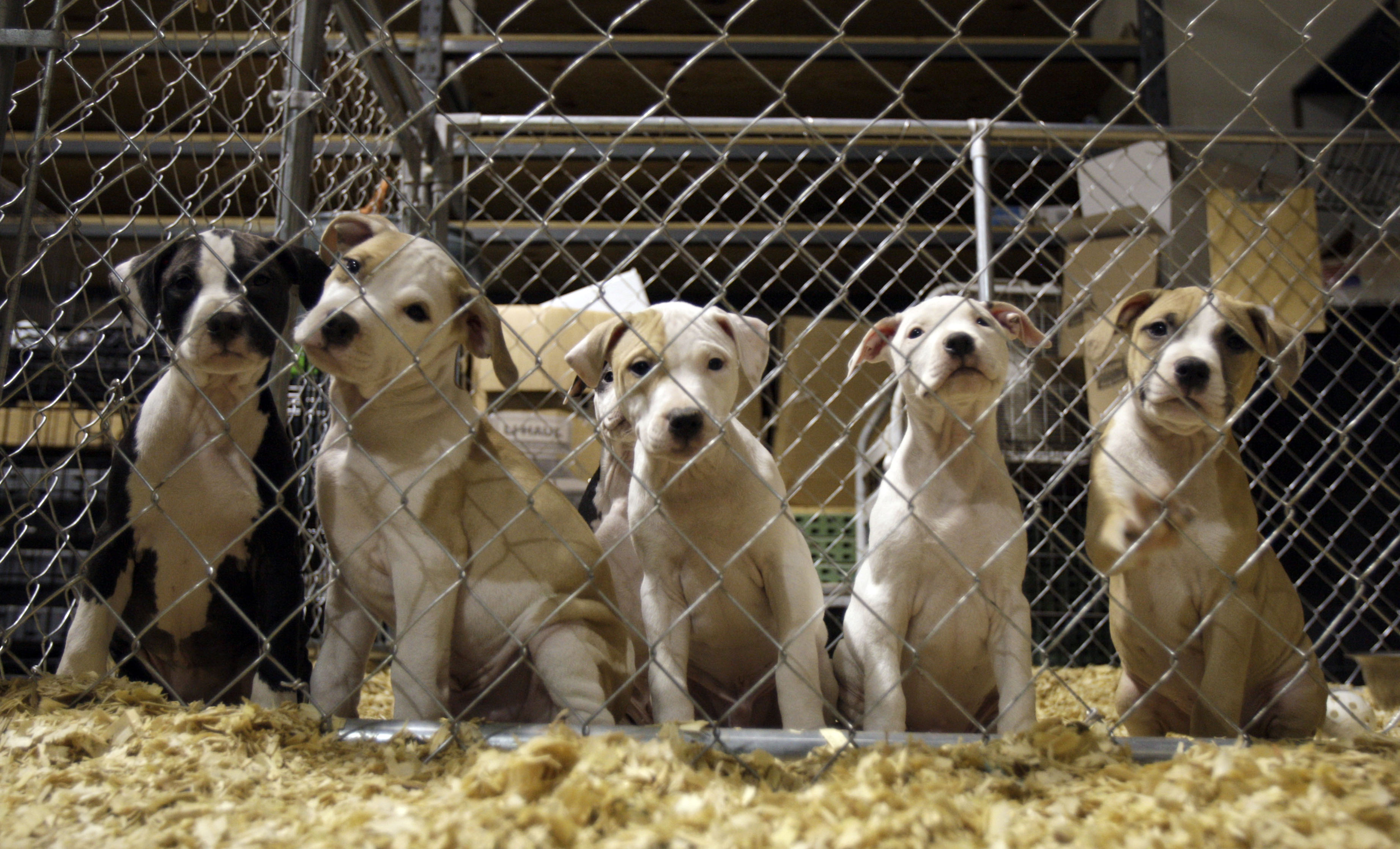 ¡Entérate! Ya no podrás cortar la cola o las orejas de tu perro