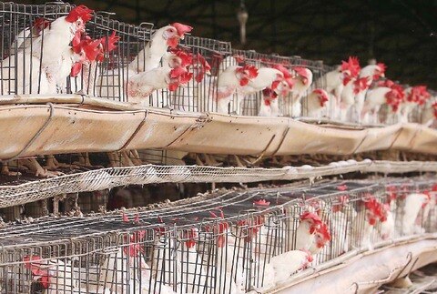 Brasil prevé exportar más pollo y cerdo al mercado mexicano