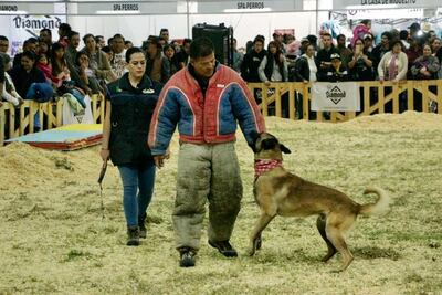 Peludos, ¡directo al estrellato!