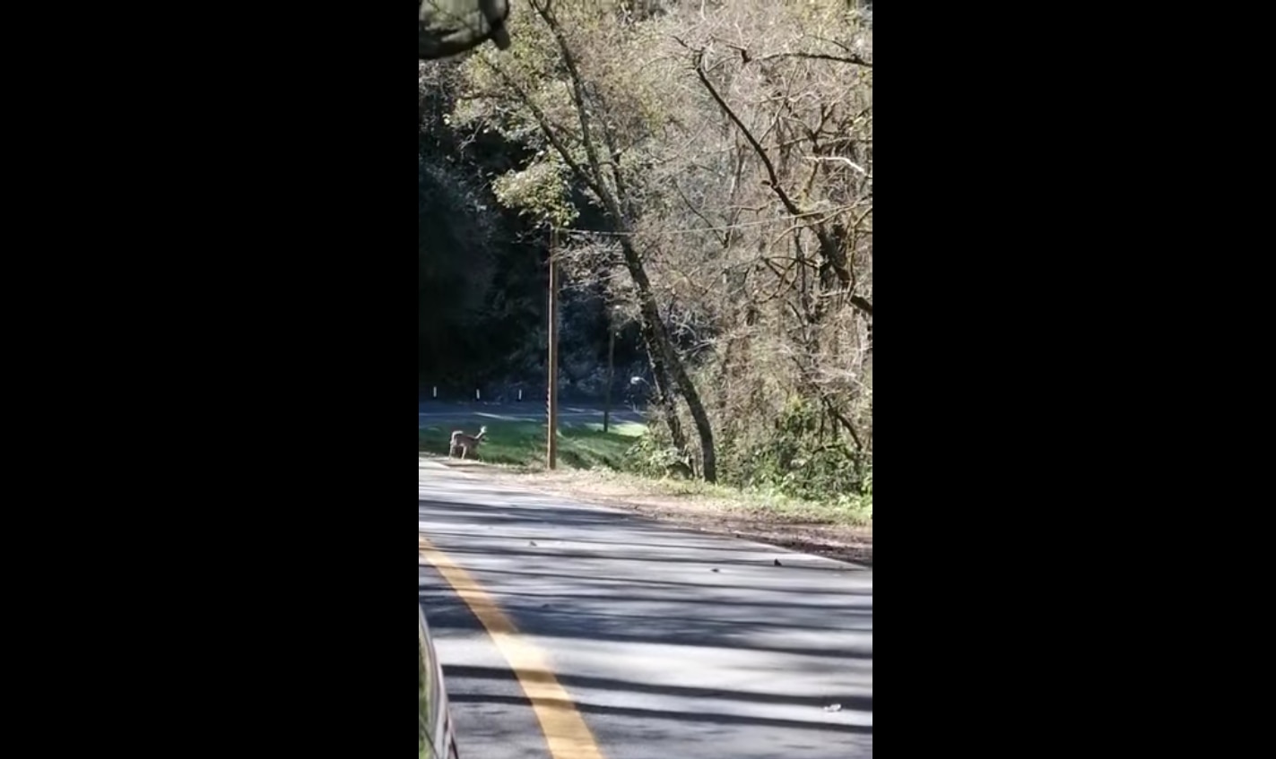 Captan a dos venados cerca de la carretera, en la Sierra Gorda de Querétaro 