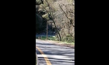 Captan a dos venados cerca de la carretera, en la Sierra Gorda de Querétaro