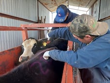 Disminuye a 50 la cifra de casos de gusano barrenador en Querétaro