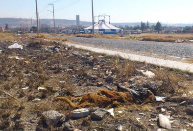 Encuentran restos de presunto león 