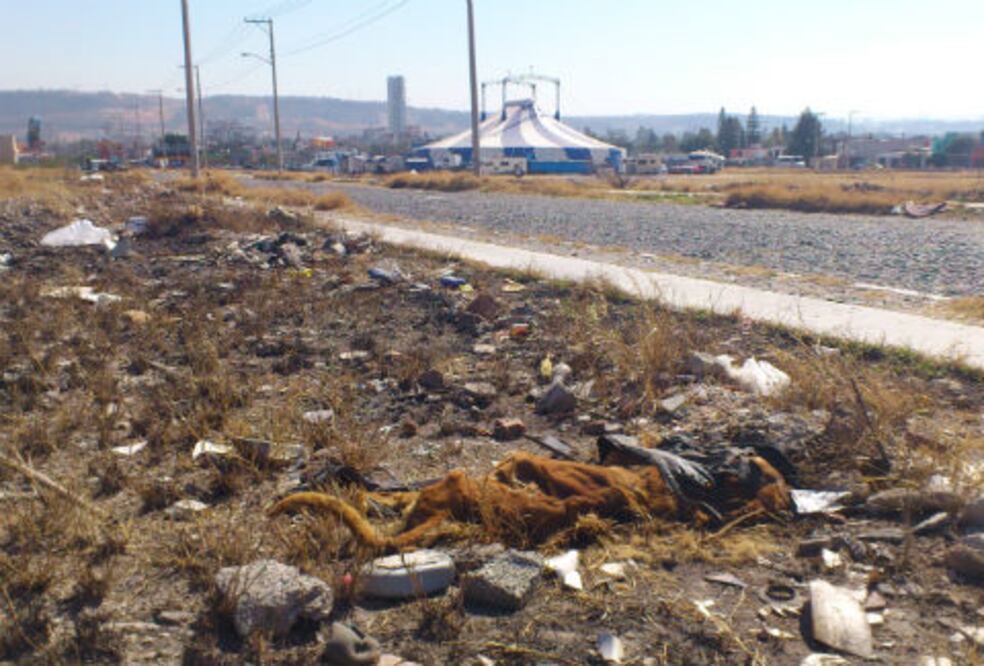 Encuentran restos de presunto león 