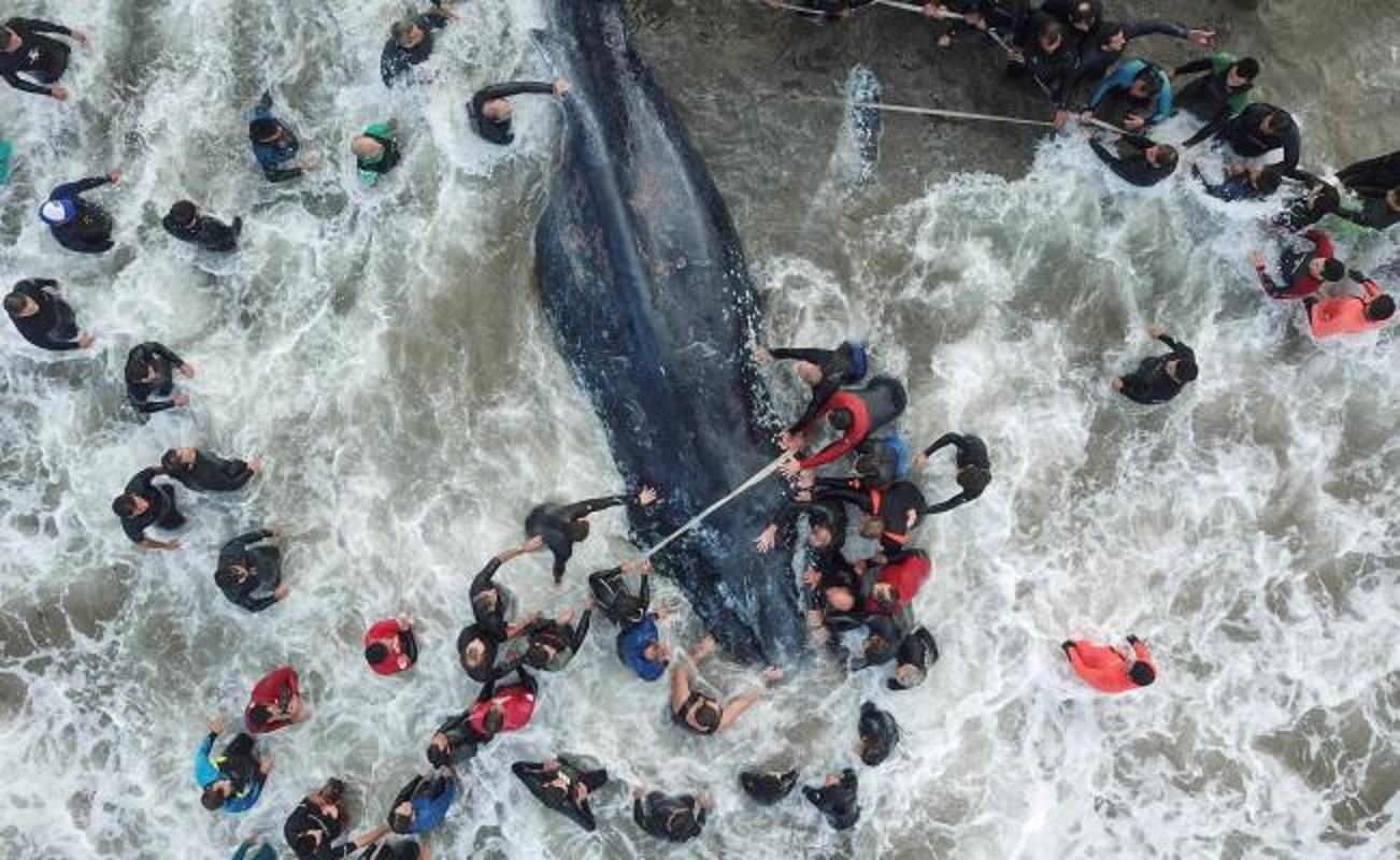 Muere una ballena encallada en el mayor balneario argentino