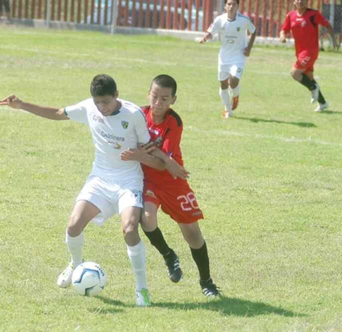 Gallos muy cerca de Corregidores