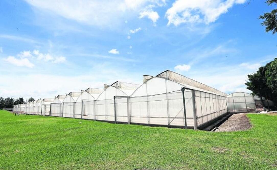 ¿De qué señalan y acusan a Monsanto?