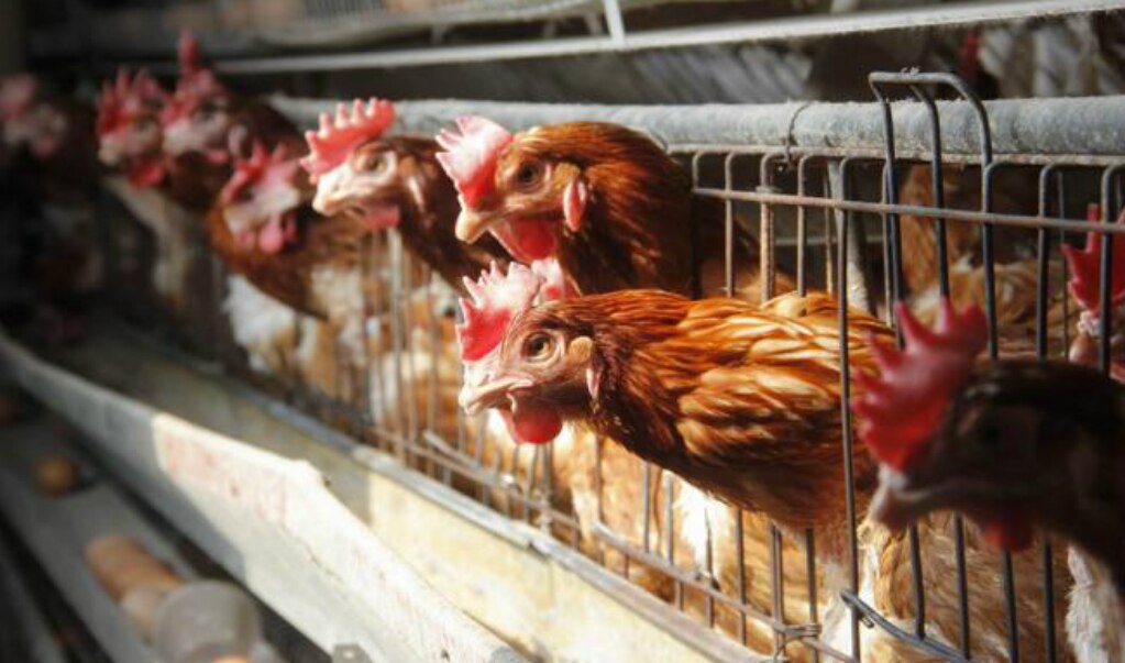 México suspende importación de productos avícolas brasileños por alerta sanitaria