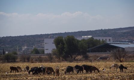 Quesería artesanal en riesgo