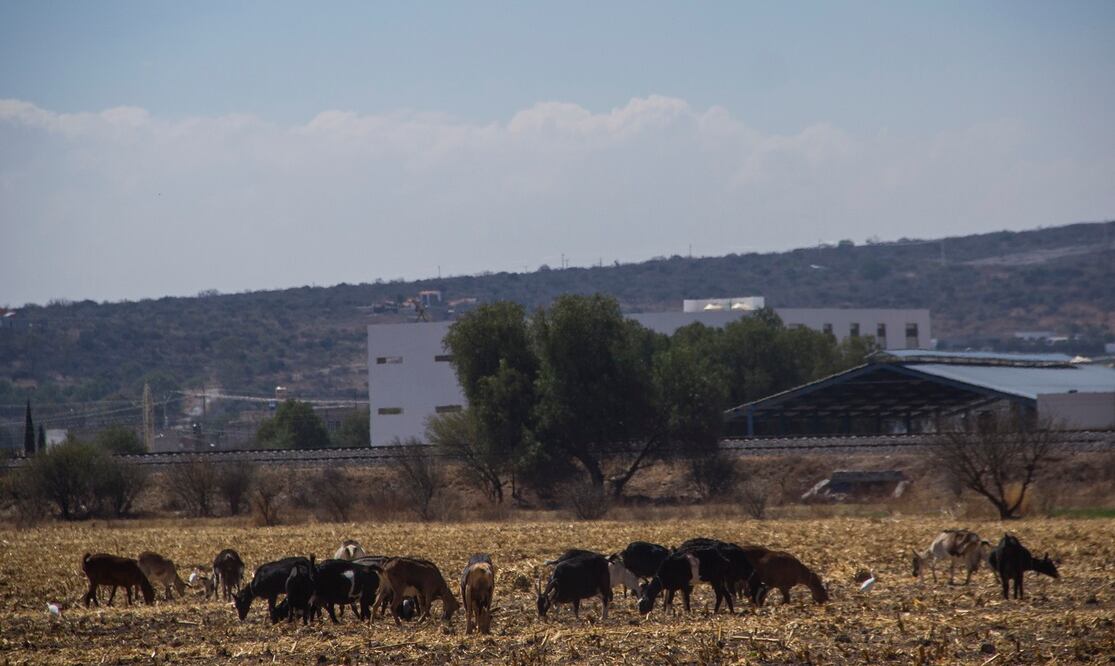 Foto: Archivo. EL UNIVERSAL