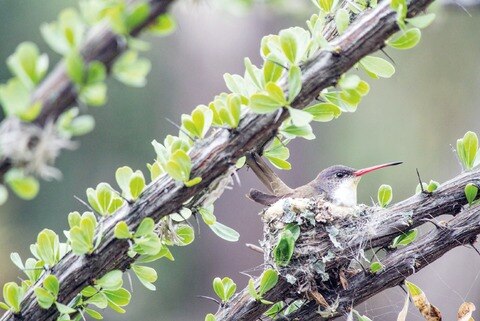Perdidas, las cosas del instinto