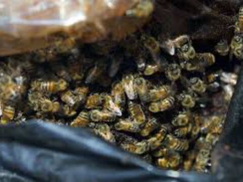 Disminuye actividad apícola