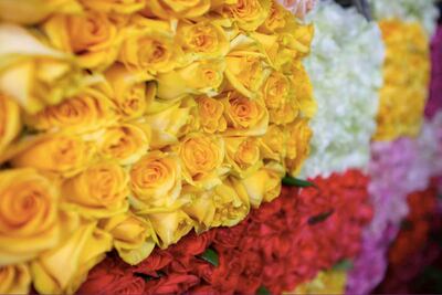 Video. El Organal, la comunidad ubicada en Querétaro, cuyo modo de vivir depende de las rosas