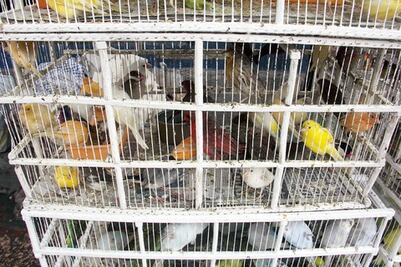 Asegura la Profepa aves ilegales