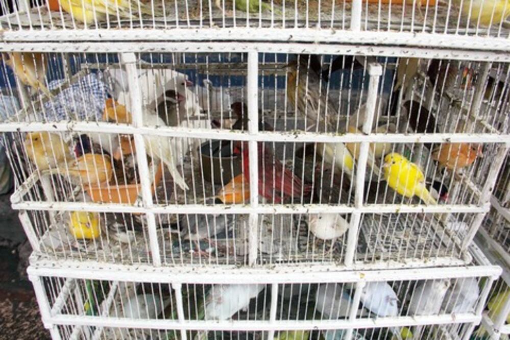 Asegura la Profepa aves ilegales