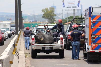 Vehículos embisten a toro, en Querétaro