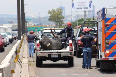 Vehículos embisten a toro, en Querétaro