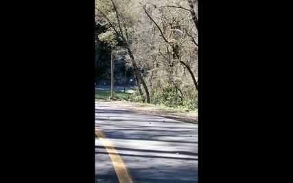 Video. Venados caminan cerca de la carretera, en la Sierra Gorda de Querétaro