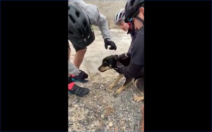 Lomito se atora en botella de pet; lo rescatan ciclistas en Querétaro