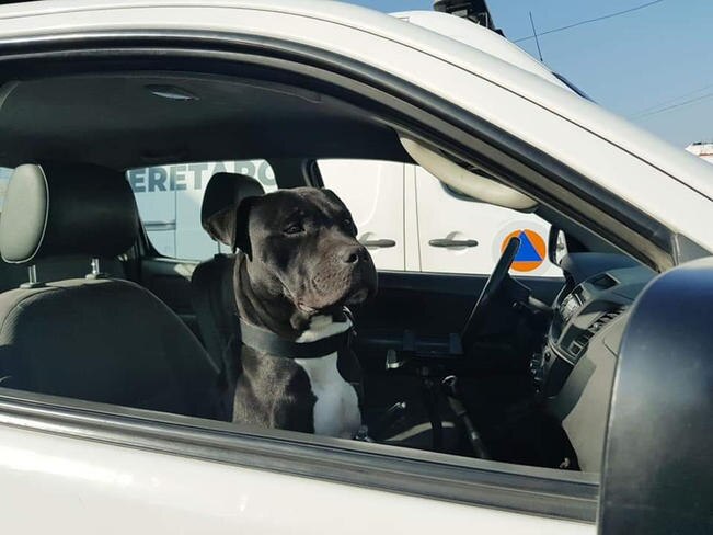 Protección Civil indaga robo de perro de terapia