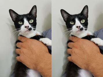 Buscan hogar permanente para gatita en Querétaro