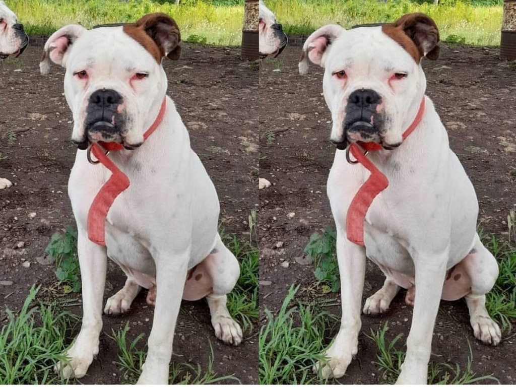 Buscan al perrito "Bolas" en Querétaro; fue sustraído de su hogar el 31 de octubre