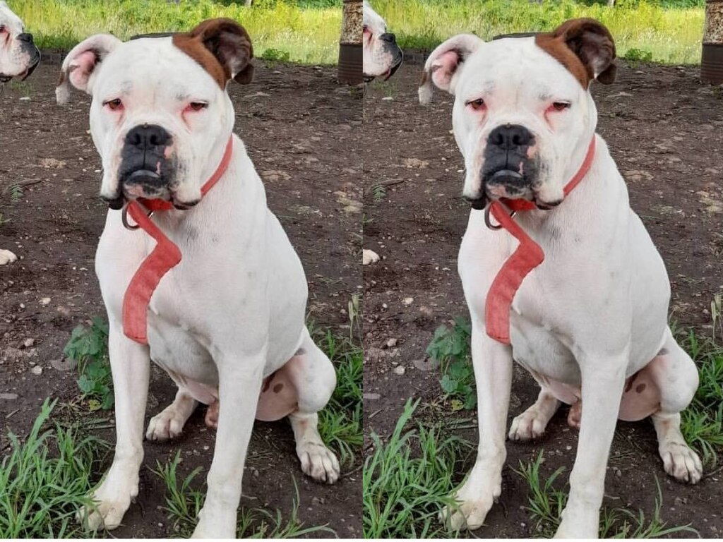Buscan al perrito "Bolas" en Querétaro; fue sustraído de su hogar el 31 de octubre