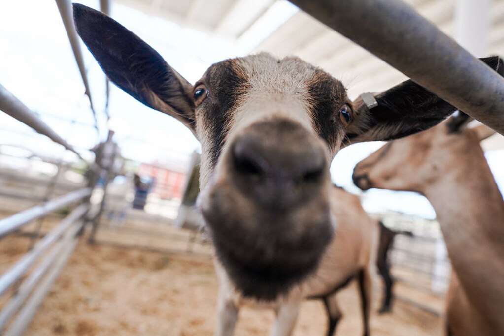 Foto: Facebook Feria San Juan del Río 2024