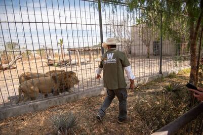 La Asociación Mizontli estará pendiente de los trabajos en el Zoológico Wamerú