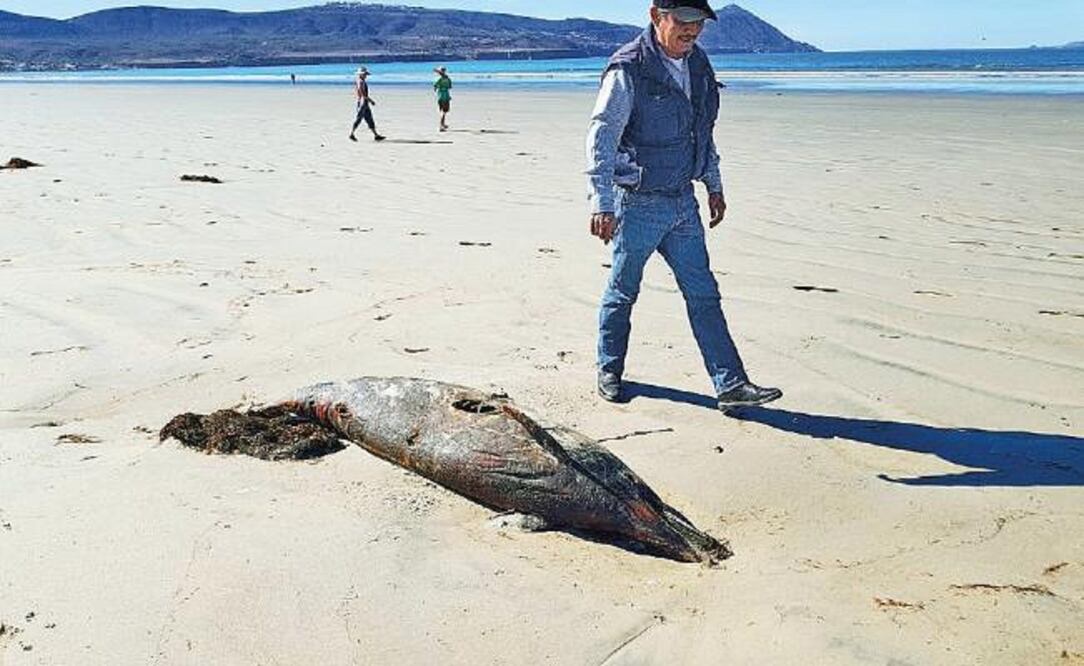 Ninguno de los dos delfines muertos que halló la Profepa presentaba evidencias de haber muerto debido a actividades del hombre (PROFEPA)