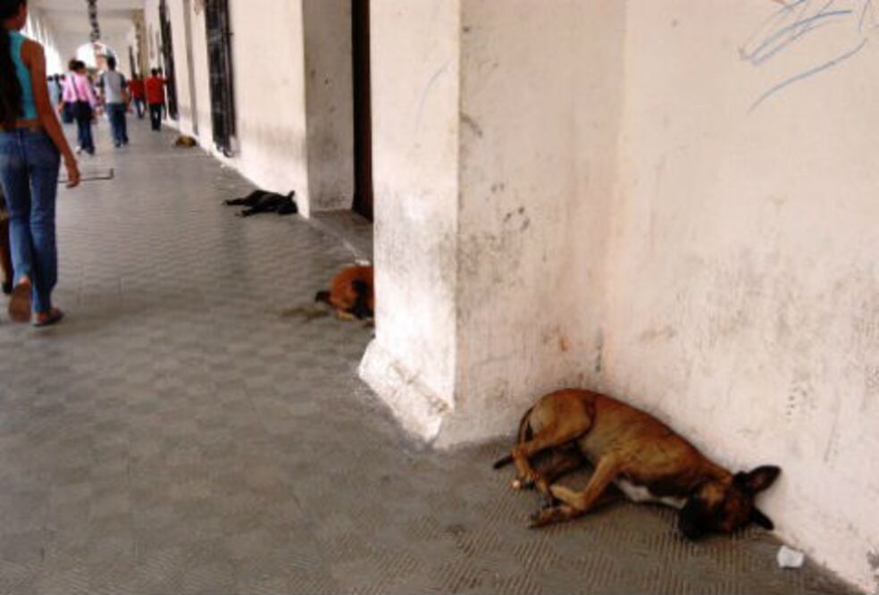 50 mil animales en la calle 