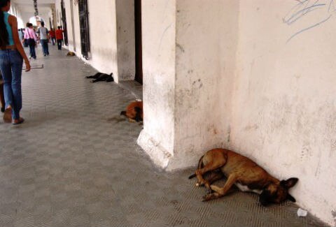 50 mil animales en la calle