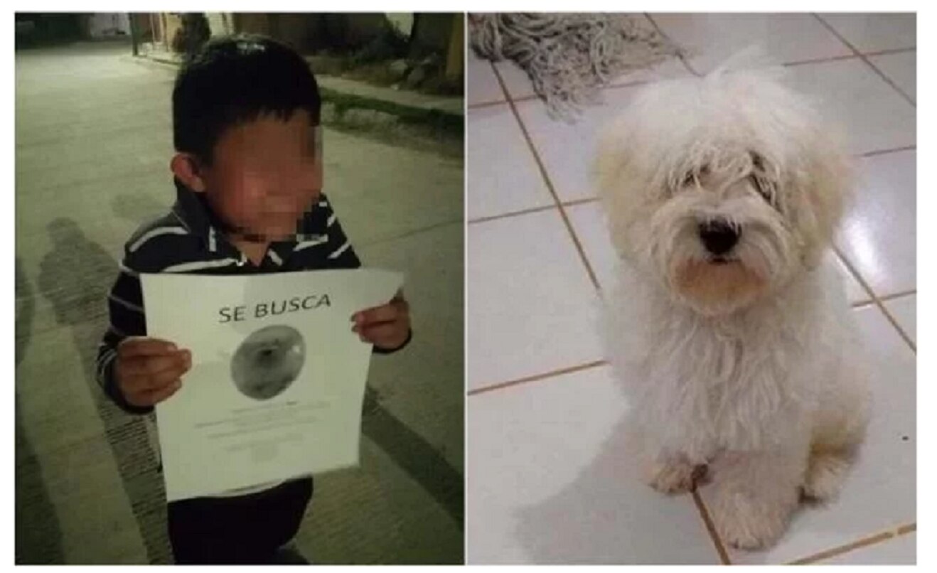 Niño llorando recorre las calles buscando a su perrito; se vuelve viral