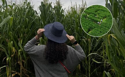 Piérdete en el laberinto de maíz más grande de México; así puedes conocerlo en Querétaro