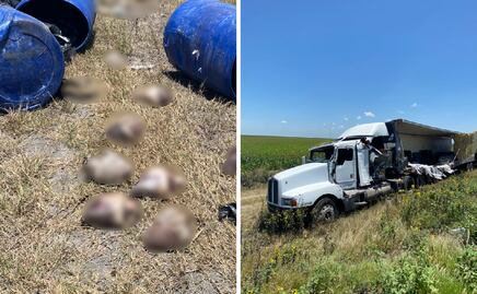 El municipio de Corregidora entregó 60 cadáveres de gatos a la empresa Aquanimals