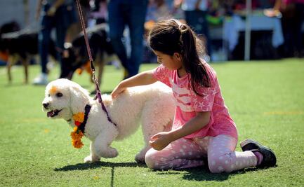 Festival del Perro, espacio para educar a los dueños
