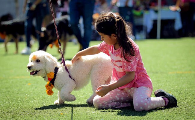 Festival del Perro, espacio para educar a los dueños