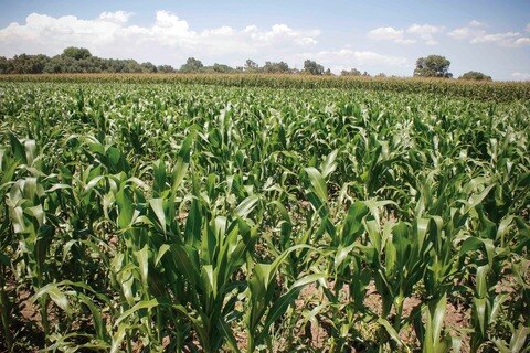 Prevén alta producción agrícola